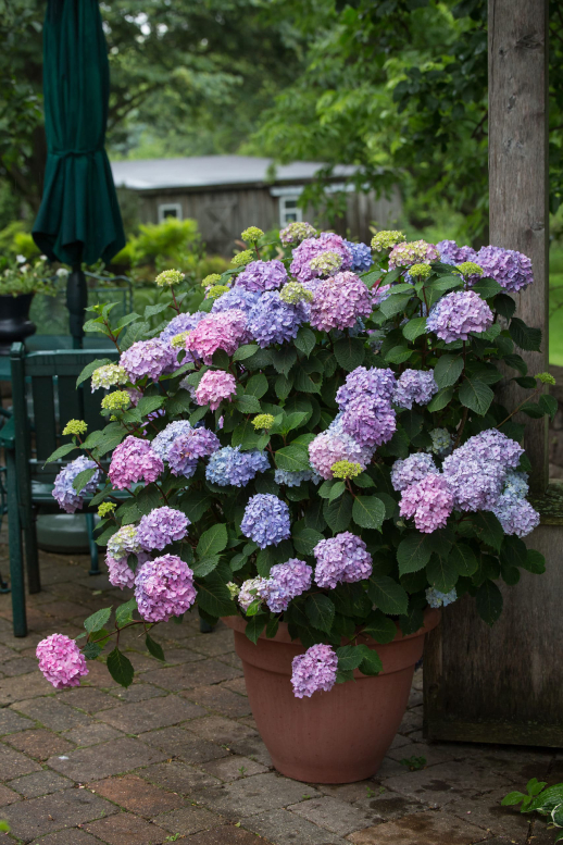 Гортензия широколистная Ендлесс Саммер Ориджинал, Hydrangea